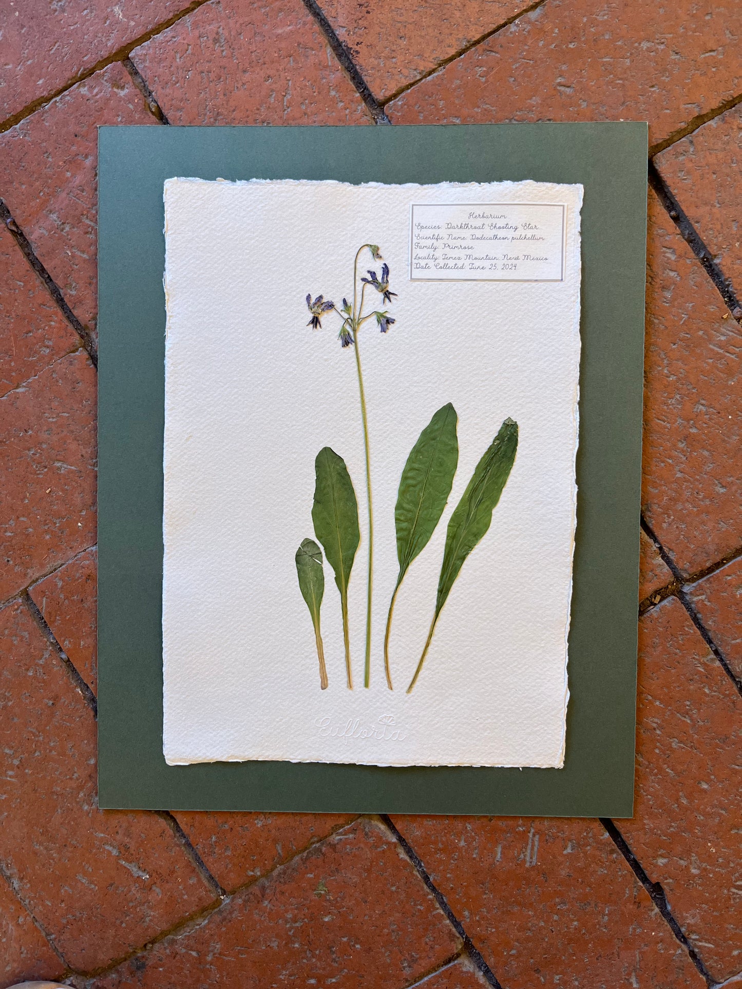 Dark-throat shooting star ~ Herbarium ~ 11" x 14"