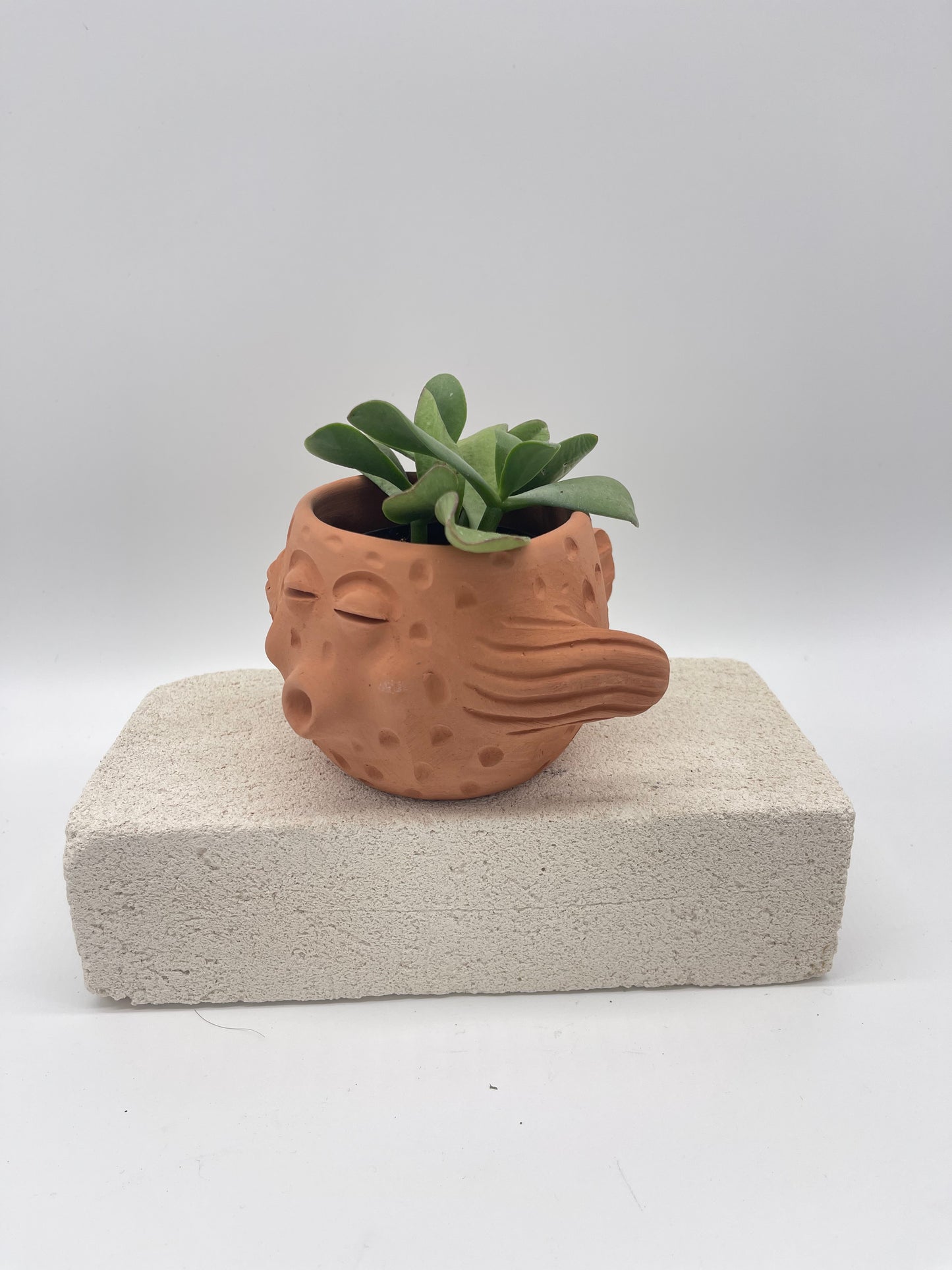 Terracota face planter - pufferfish