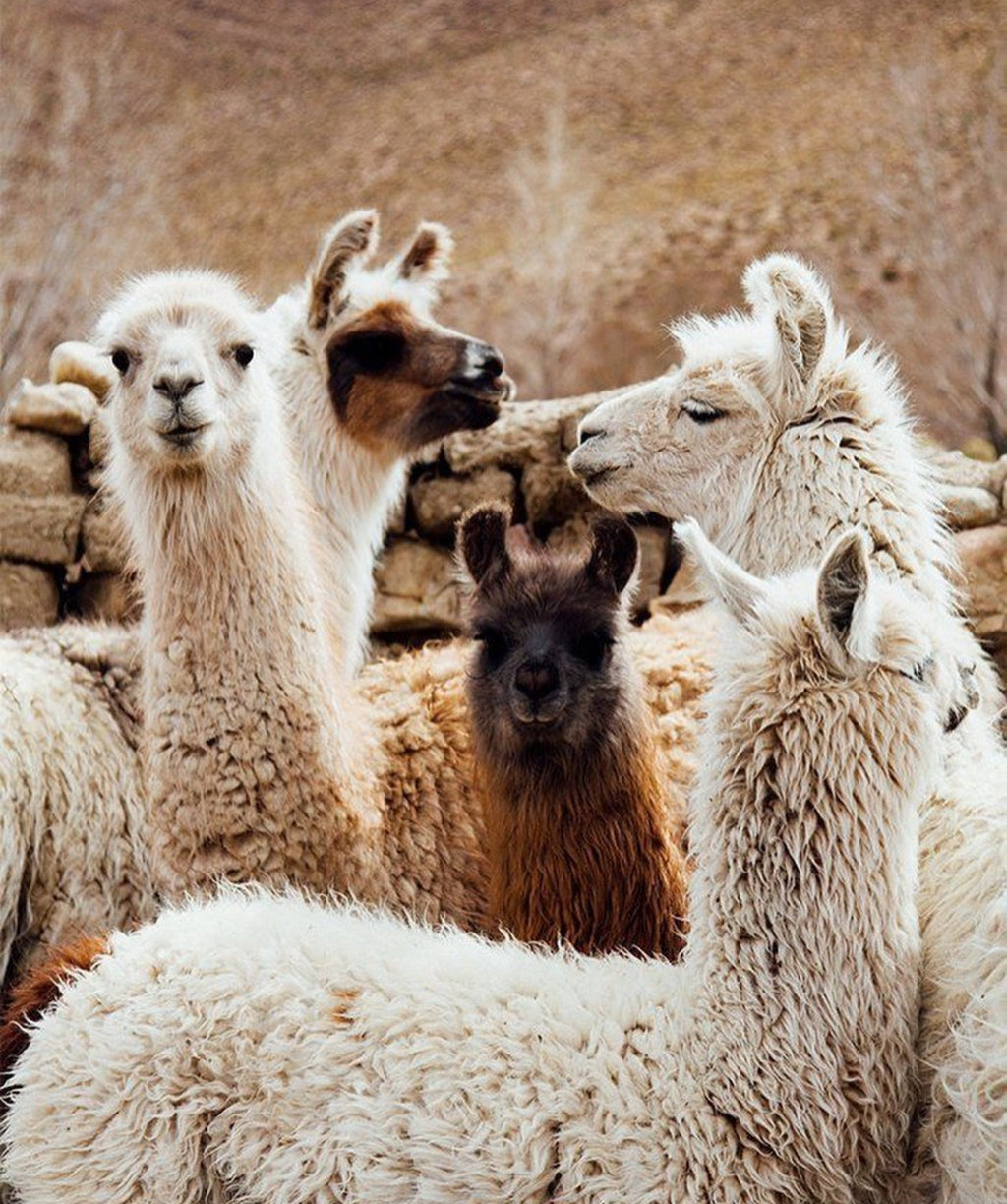 Poncho 100% Baby Alpaca - Natural Color