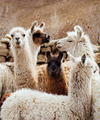 Poncho 100% Baby Alpaca - Natural Color