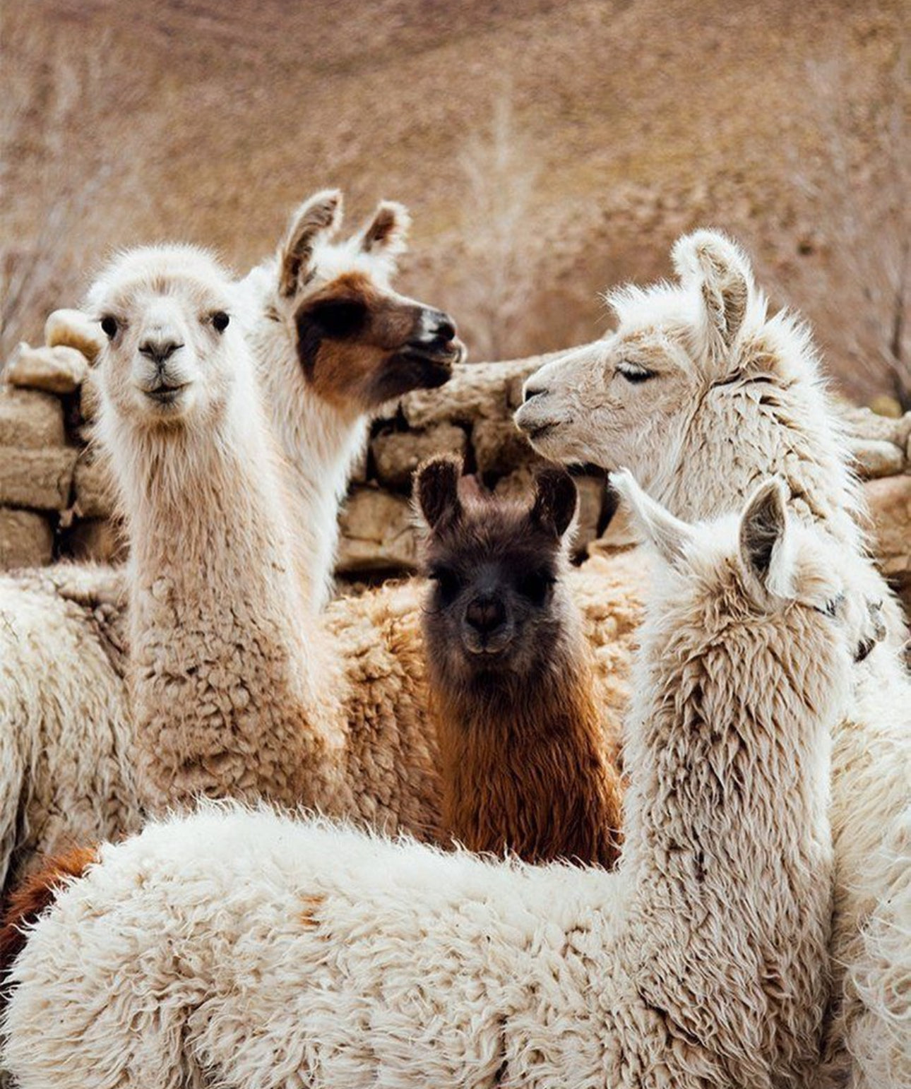 Poncho 100% Baby Alpaca - Natural Color