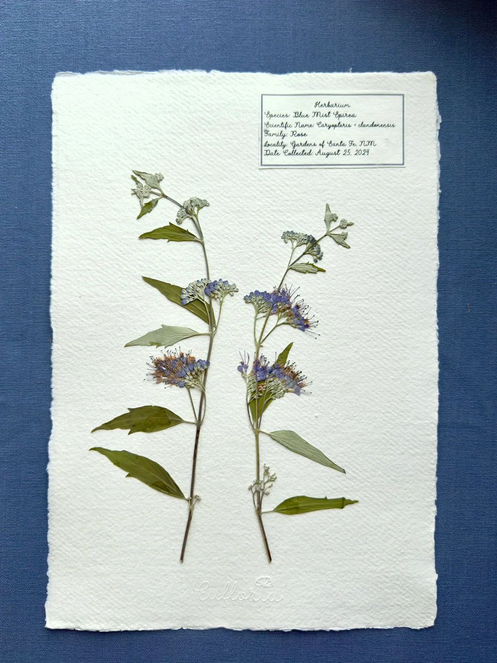 Blue Mist Spirea ~ Herbarium ~ 11" x 14"