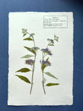 Blue Mist Spirea ~ Herbarium ~ 11" x 14"