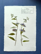 Blue Mist Spirea ~ Herbarium ~ 11" x 14"
