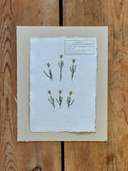 Heath-leaved chaetopappa ~ Herbarium ~ 8 x 10