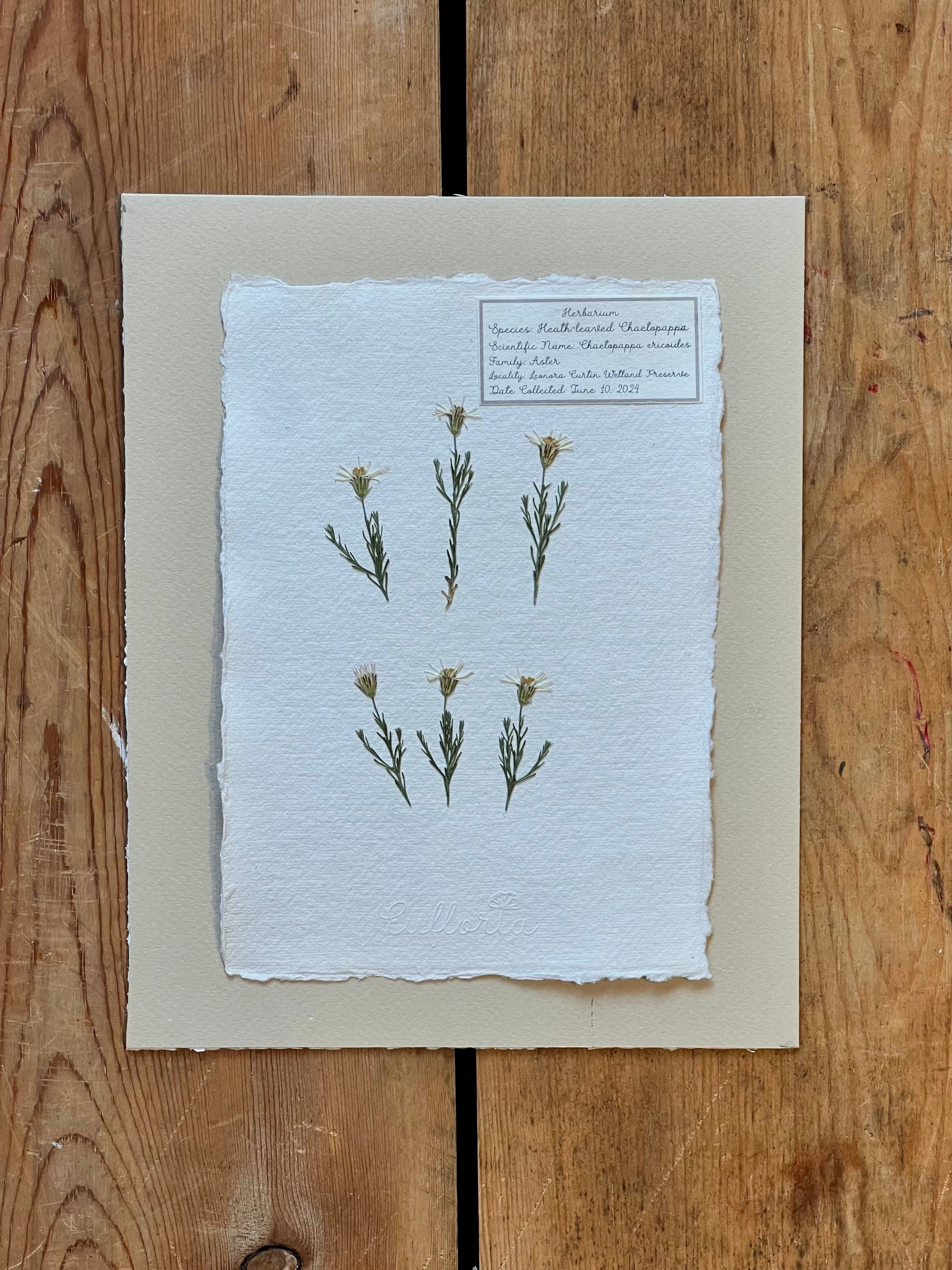 Heath-leaved chaetopappa ~ Herbarium ~ 8 x 10