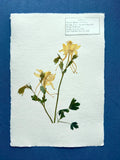 Golden Columbine ~ Herbarium ~ 11" x 14"