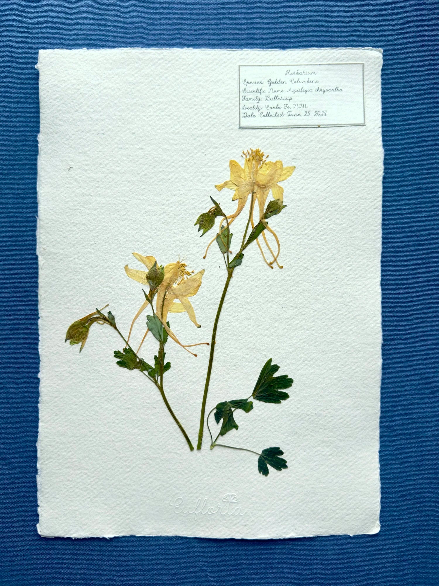 Golden Columbine ~ Herbarium ~ 11" x 14"