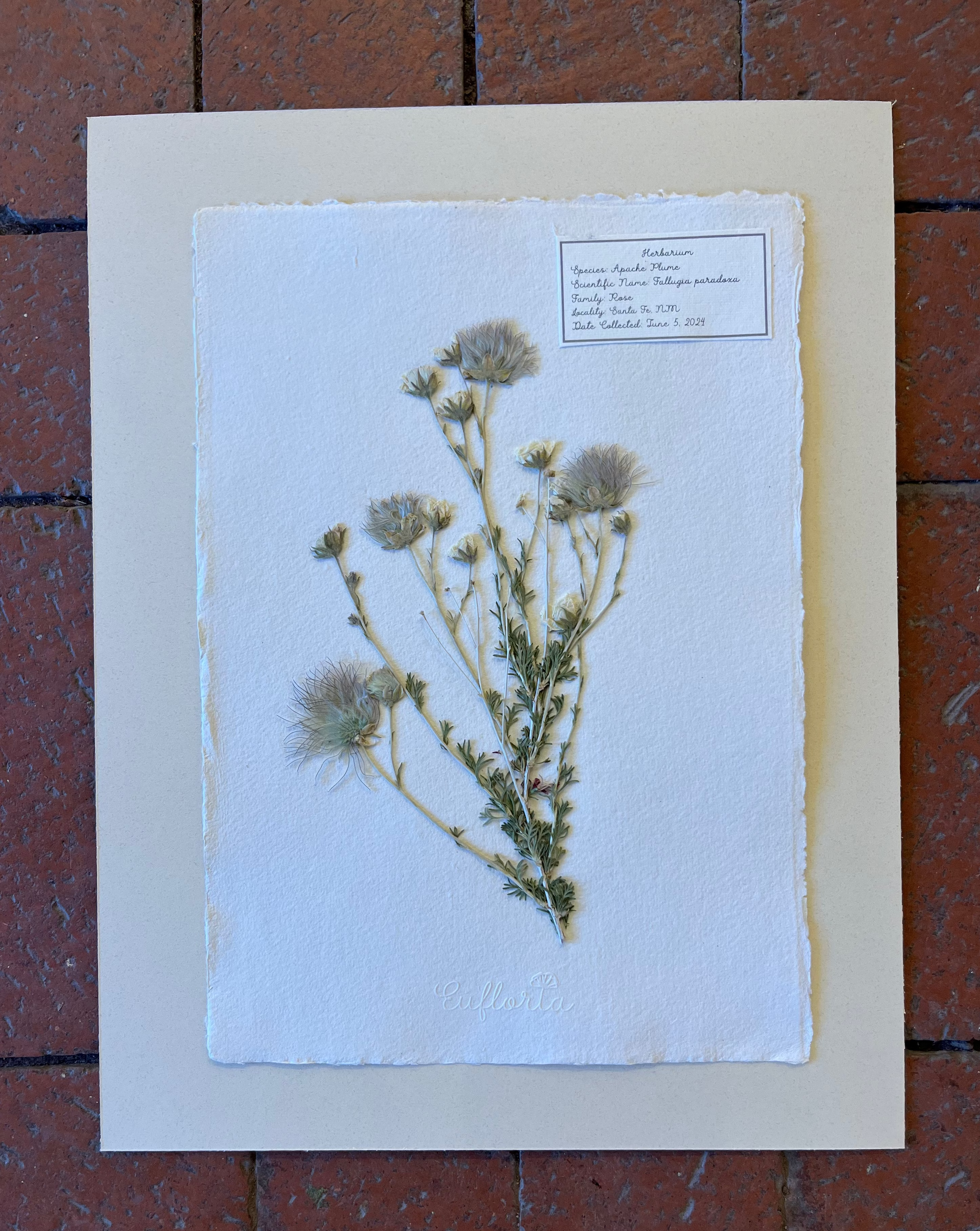 Apache Plume ~ Herbarium ~ 11 x 14
