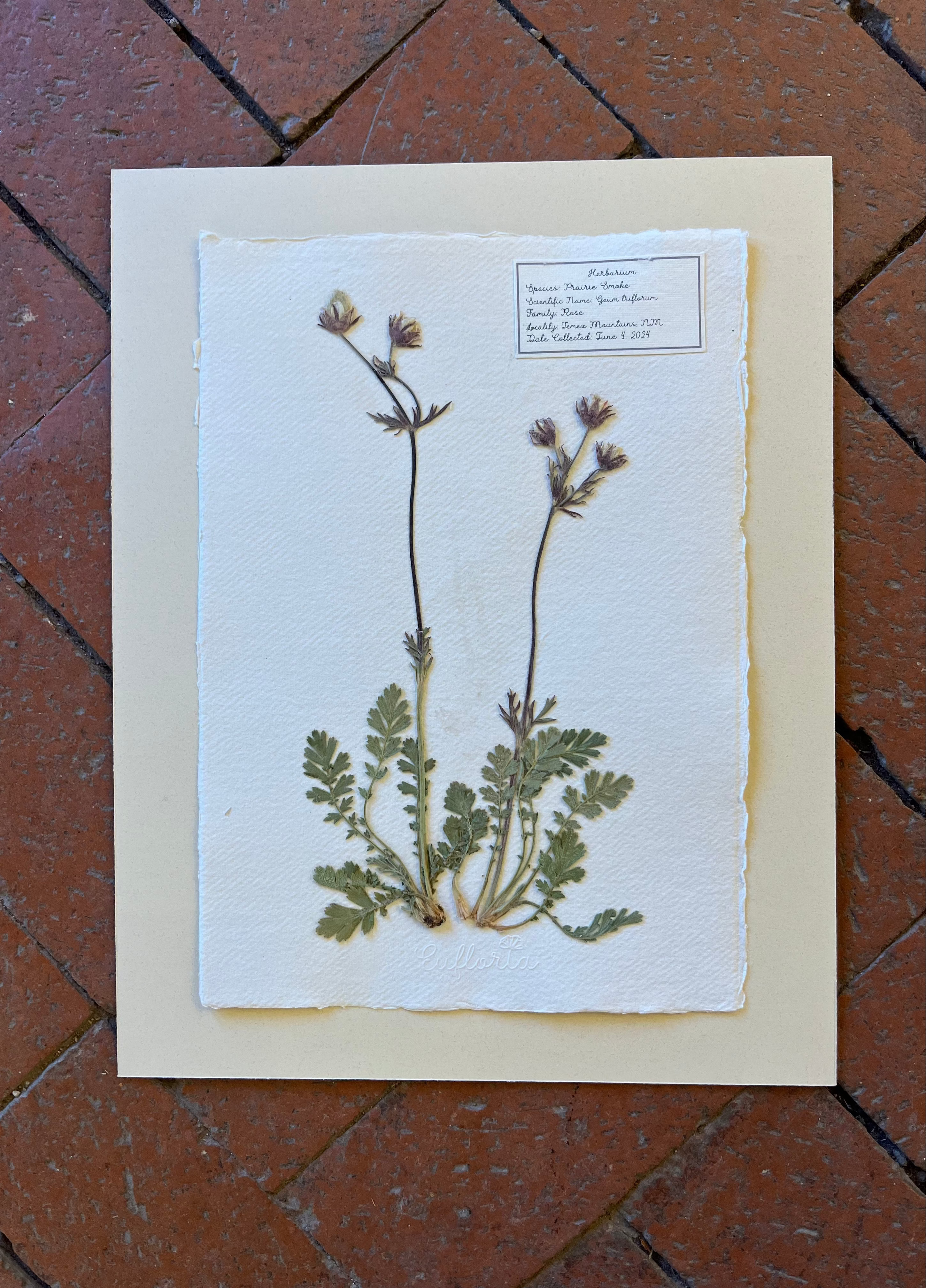 Prairie Smoke ~ Herbarium ~ 11" x 14"