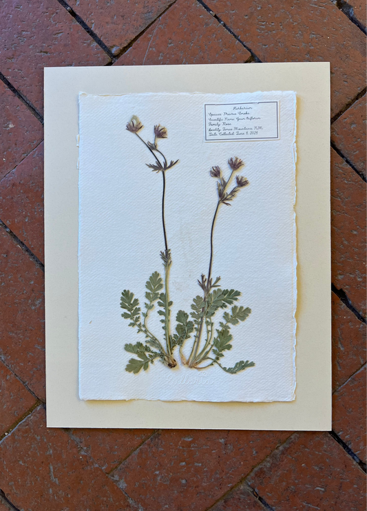 Prairie Smoke ~ Herbarium ~ 11 x 14