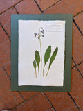 Dark-throat shooting star ~ Herbarium ~ 11" x 14"