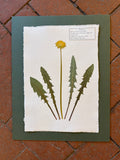 Common Dandelion ~ Herbarium ~ 11 x 14