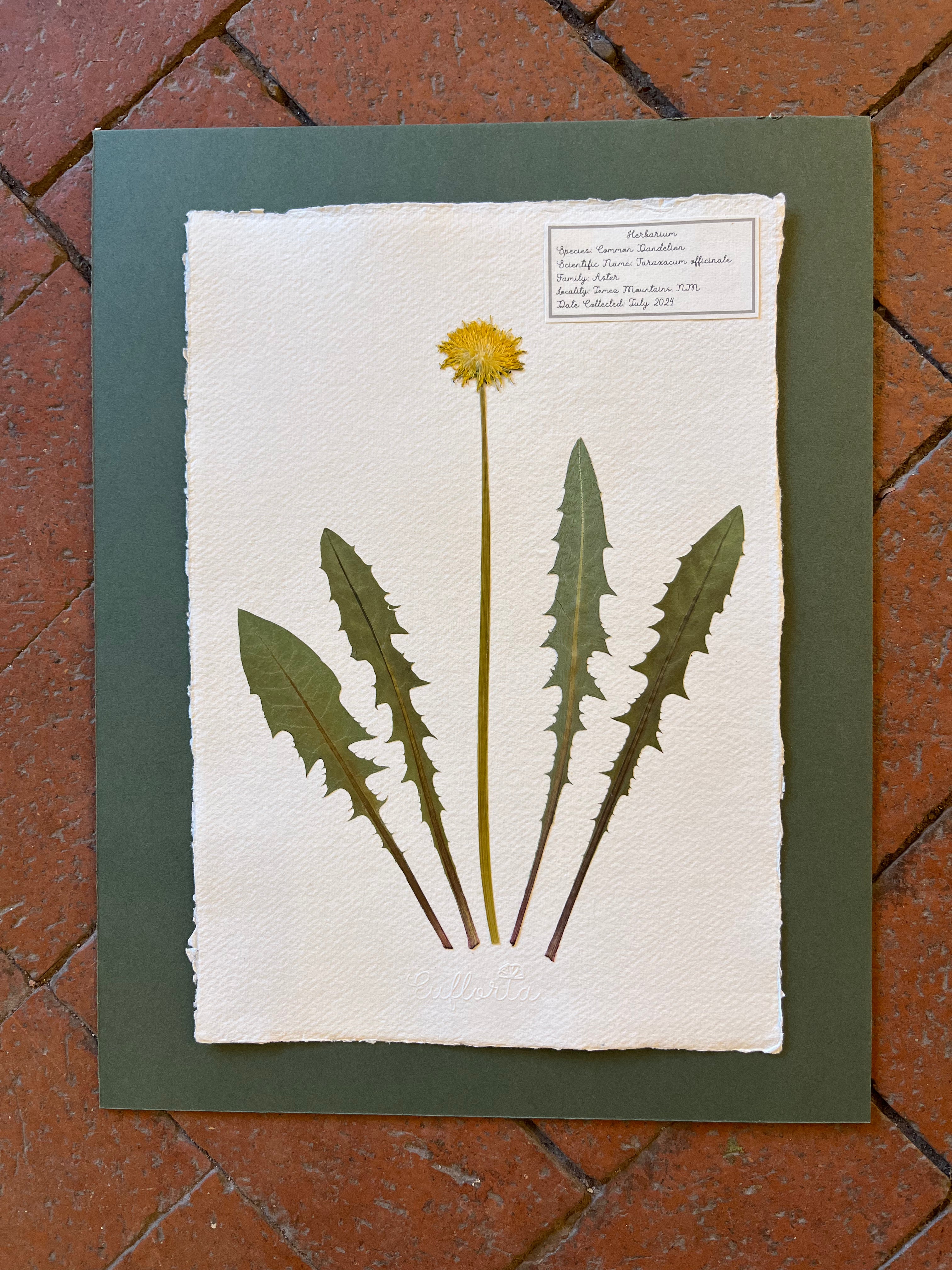 Common Dandelion ~ Herbarium ~ 11 x 14
