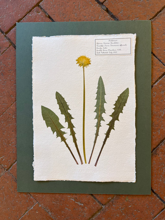 Common Dandelion ~ Herbarium ~ 11 x 14