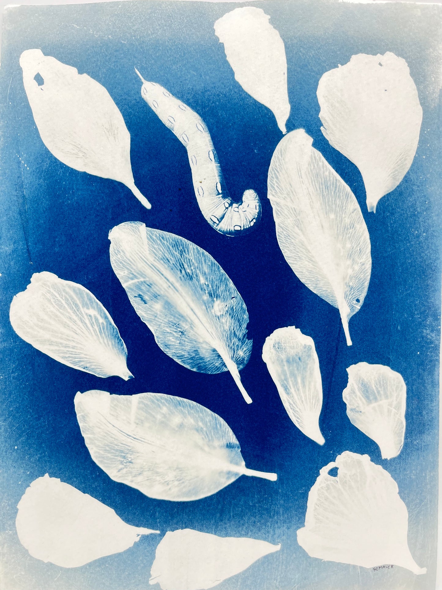 Cyanotype