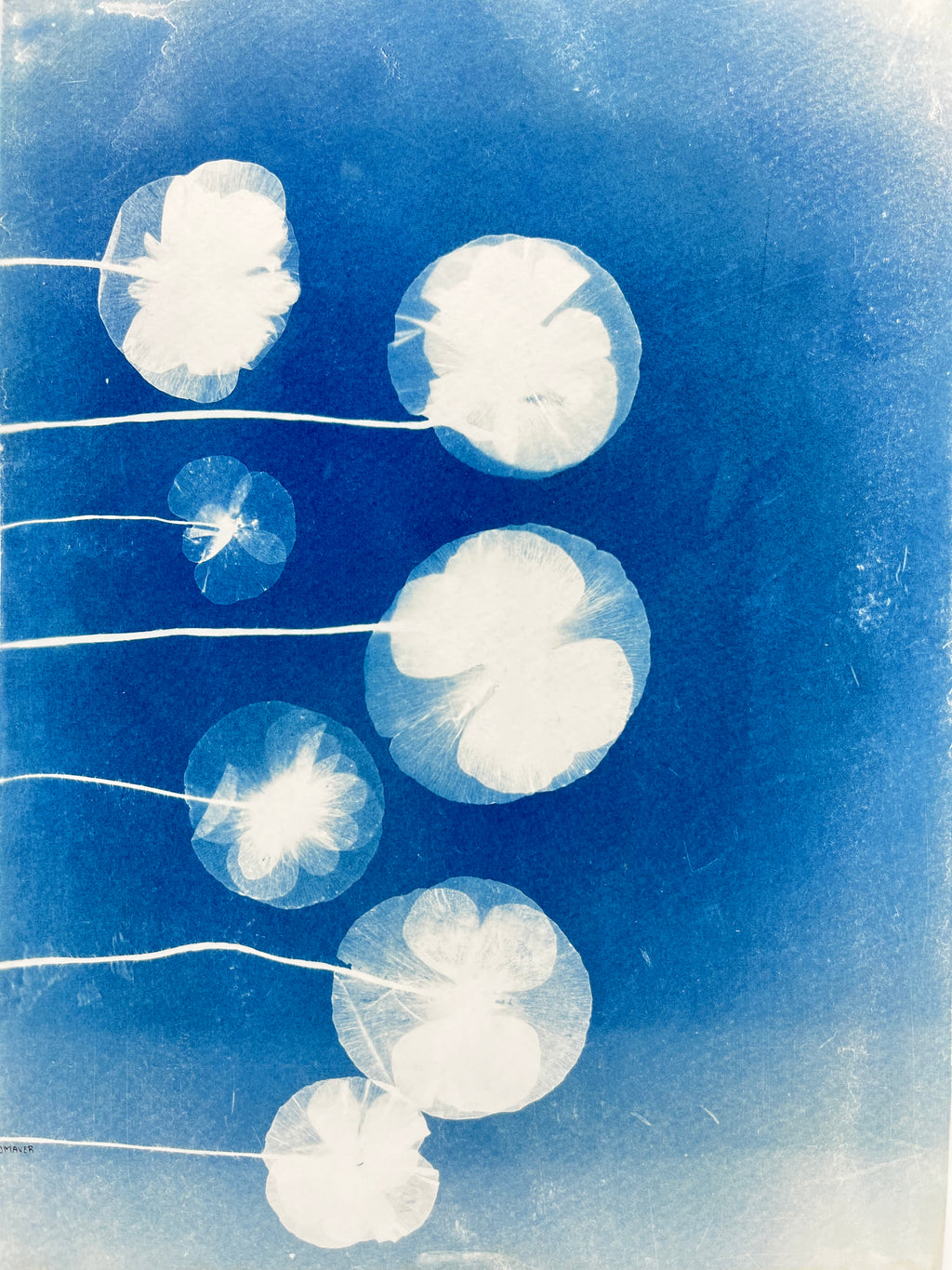 Cyanotype