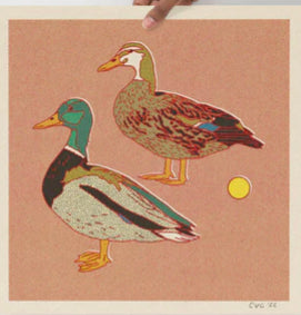 Mallard Ducks • 12”x 12” print