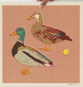 Mallard Ducks 12 x 12 print