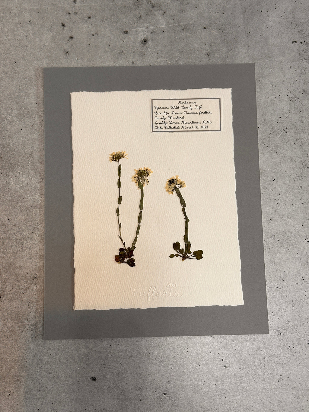 Wild Candy Tuft ~ Herbarium ~ 8 x 10