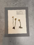 Wild Candy Tuft ~ Herbarium ~ 8 x 10