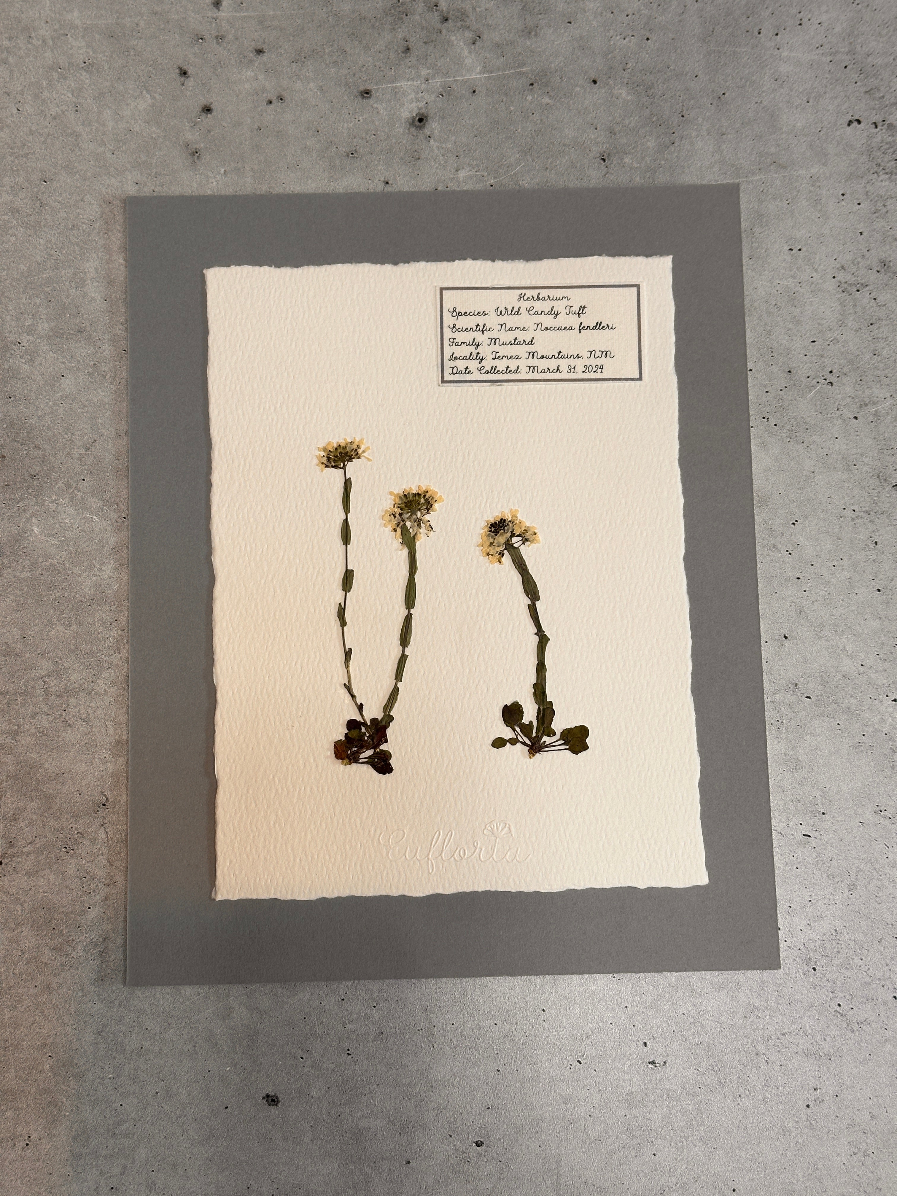 Wild Candy Tuft ~ Herbarium ~ 8 x 10