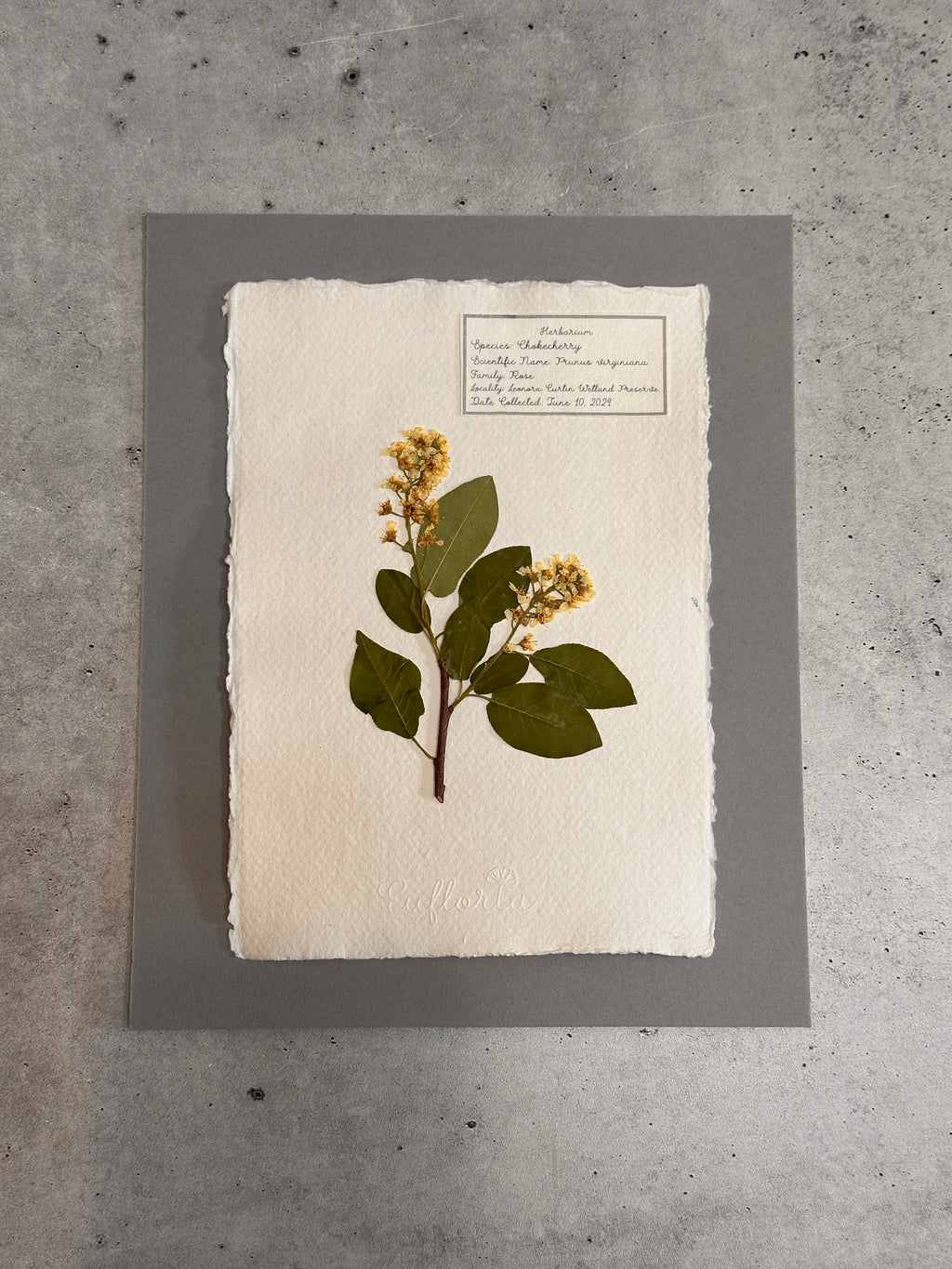 Chokecherry ~ Herbarium ~ 8 x 10