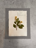 Chokecherry ~ Herbarium ~ 8 x 10