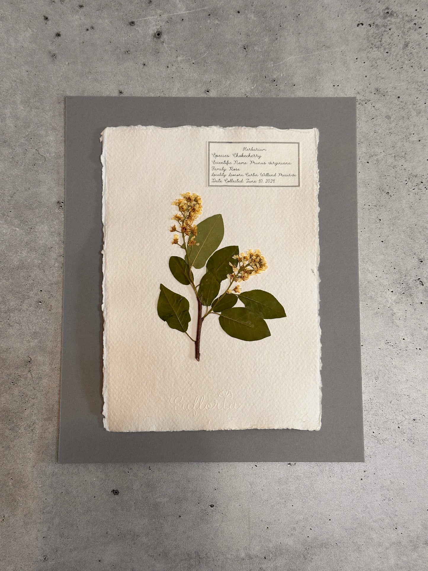 Chokecherry ~ Herbarium ~ 8 x 10