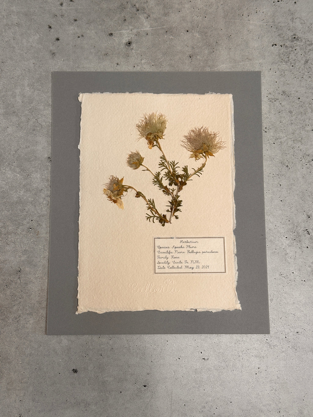 Apache plume ~ Herbarium ~ 8 x 10