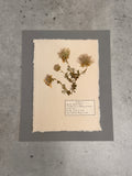 Apache plume ~ Herbarium ~ 8 x 10