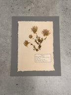 Apache plume ~ Herbarium ~ 8 x 10