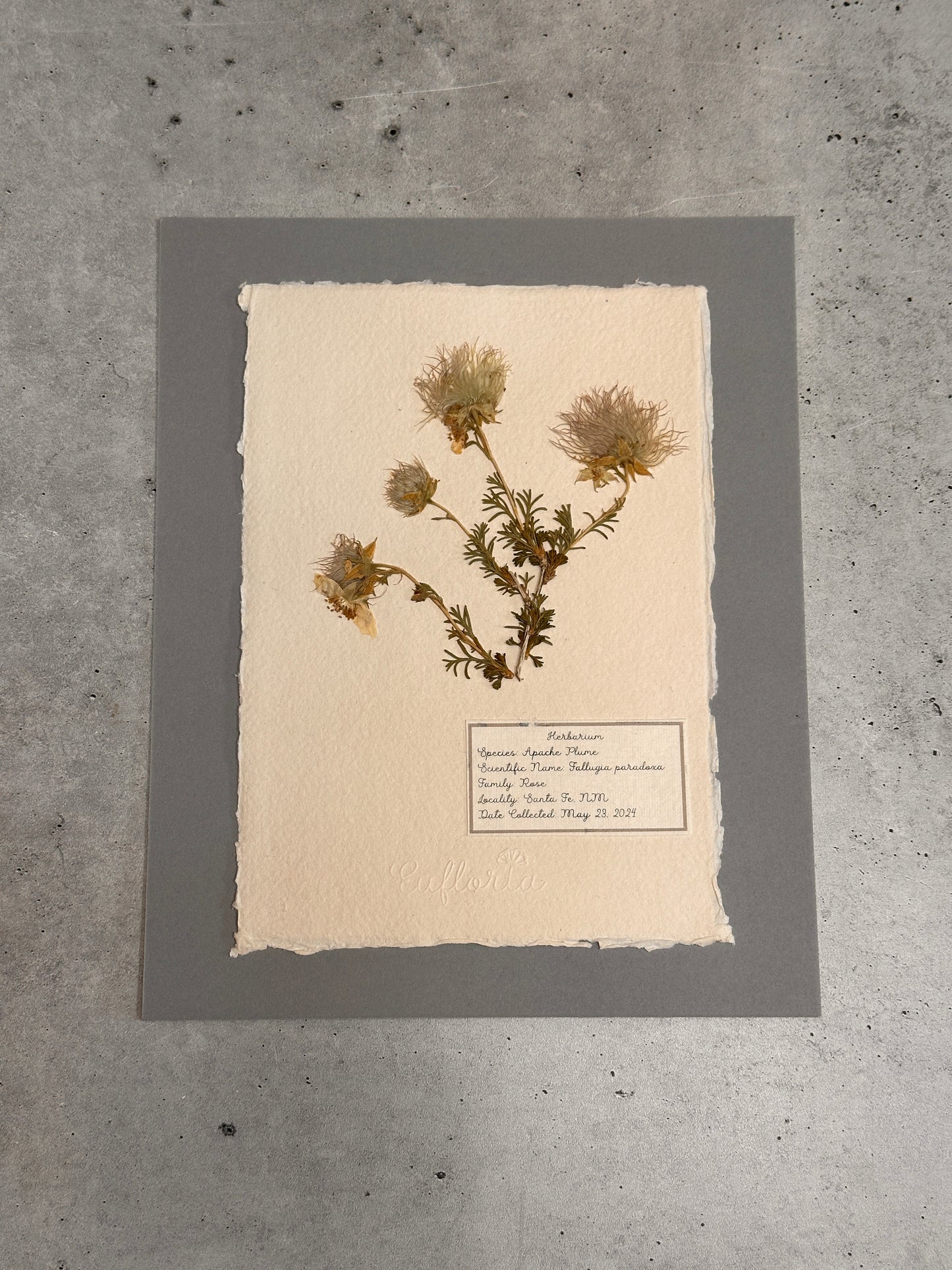 Apache plume ~ Herbarium ~ 8 x 10