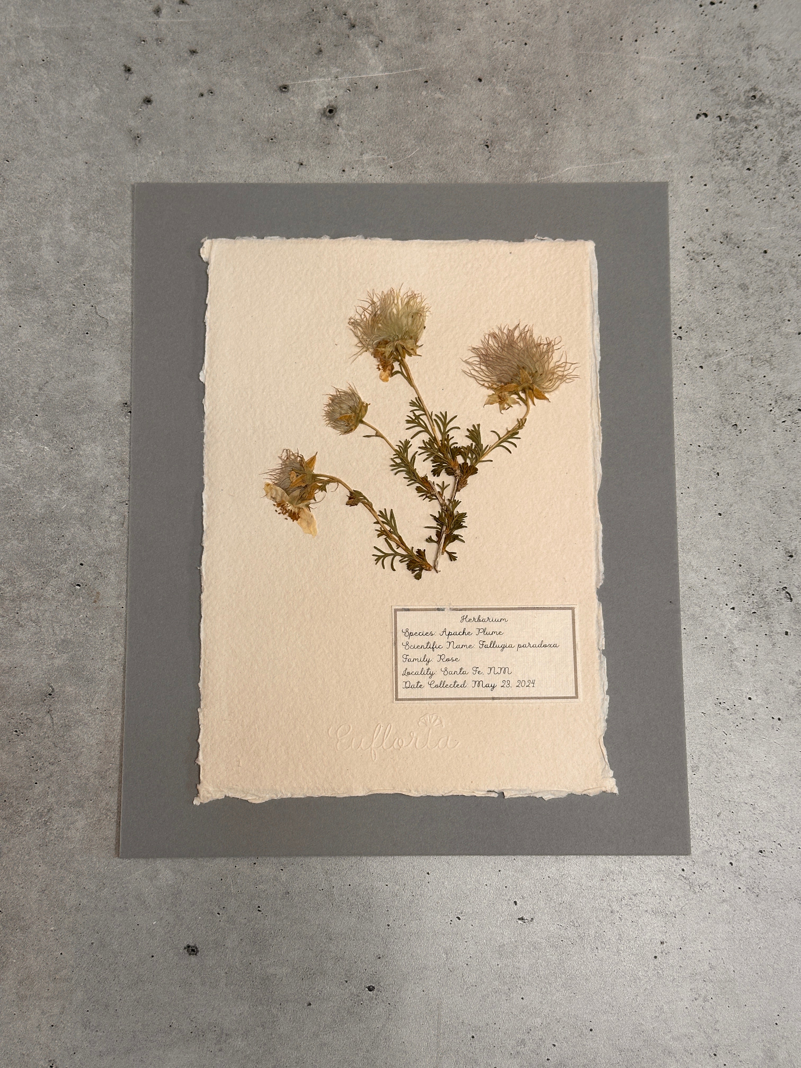 Apache plume ~ Herbarium ~ 8 x 10