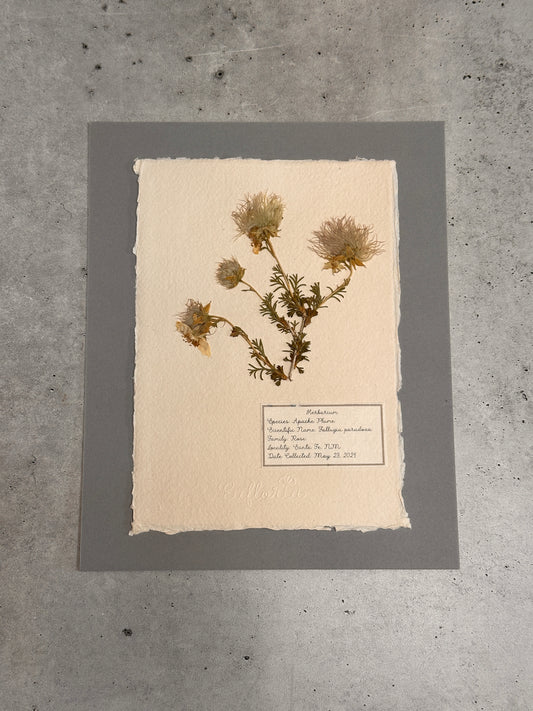 Apache plume ~ Herbarium ~ 8 x 10