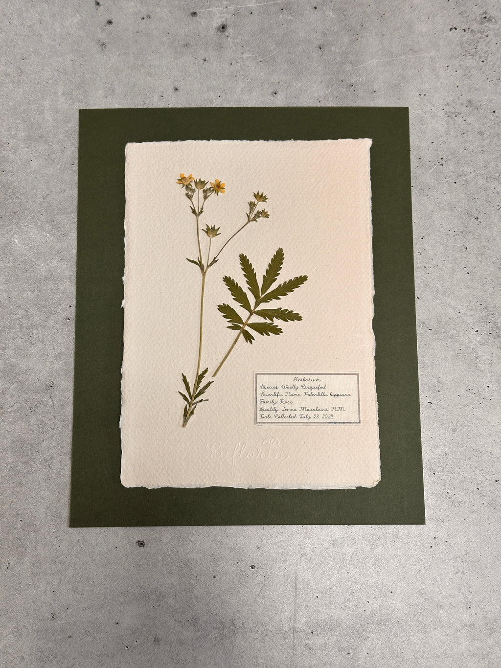 Woolly Cinquefoil ~ Herbarium ~ 8 x 10