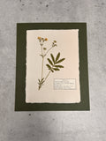 Woolly Cinquefoil ~ Herbarium ~ 8 x 10
