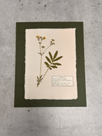 Woolly Cinquefoil ~ Herbarium ~ 8 x 10
