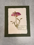 Mexican Erlening Primrose ~ Herbarium ~ 8 x 10