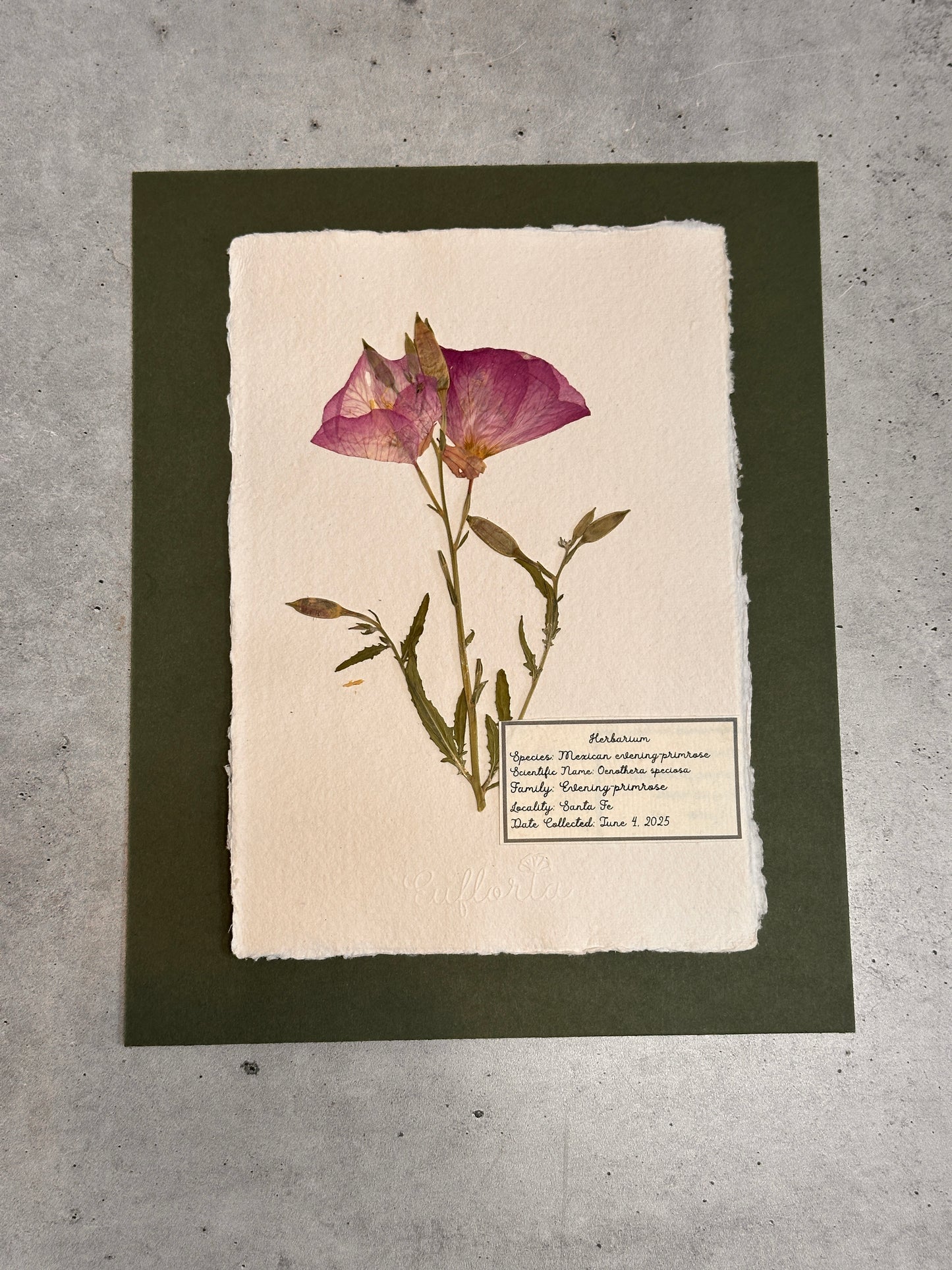 Mexican Erlening Primrose ~ Herbarium ~ 8 x 10