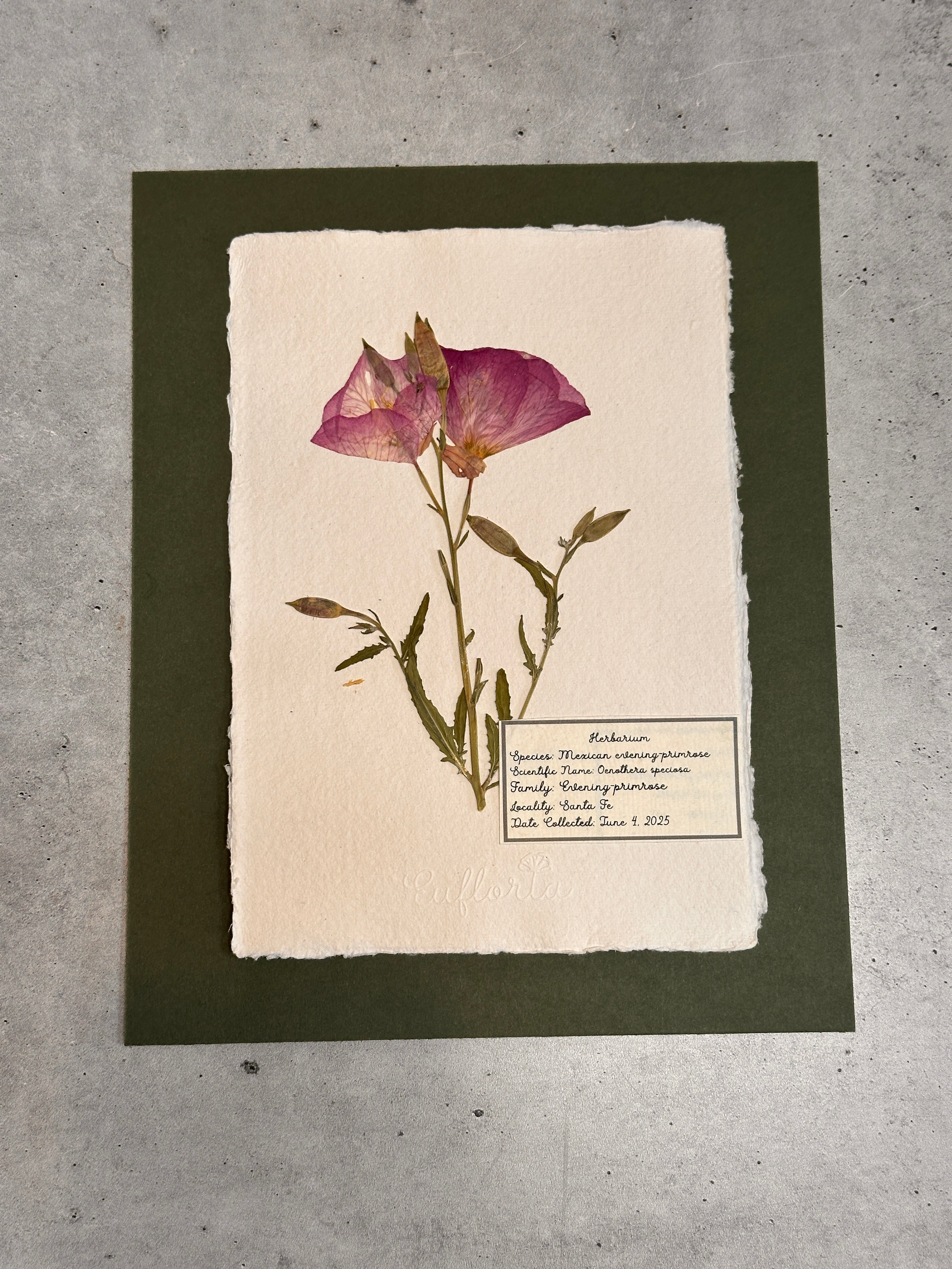 Mexican Erlening Primrose ~ Herbarium ~ 8 x 10