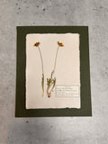 Chocolate flower~ Herbarium ~ 8 x 10
