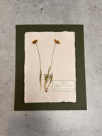 Chocolate flower~ Herbarium ~ 8 x 10