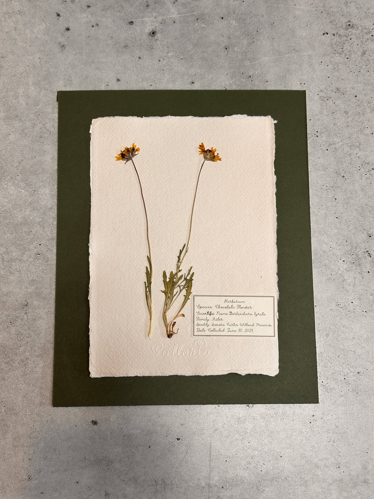 Chocolate flower~ Herbarium ~ 8 x 10