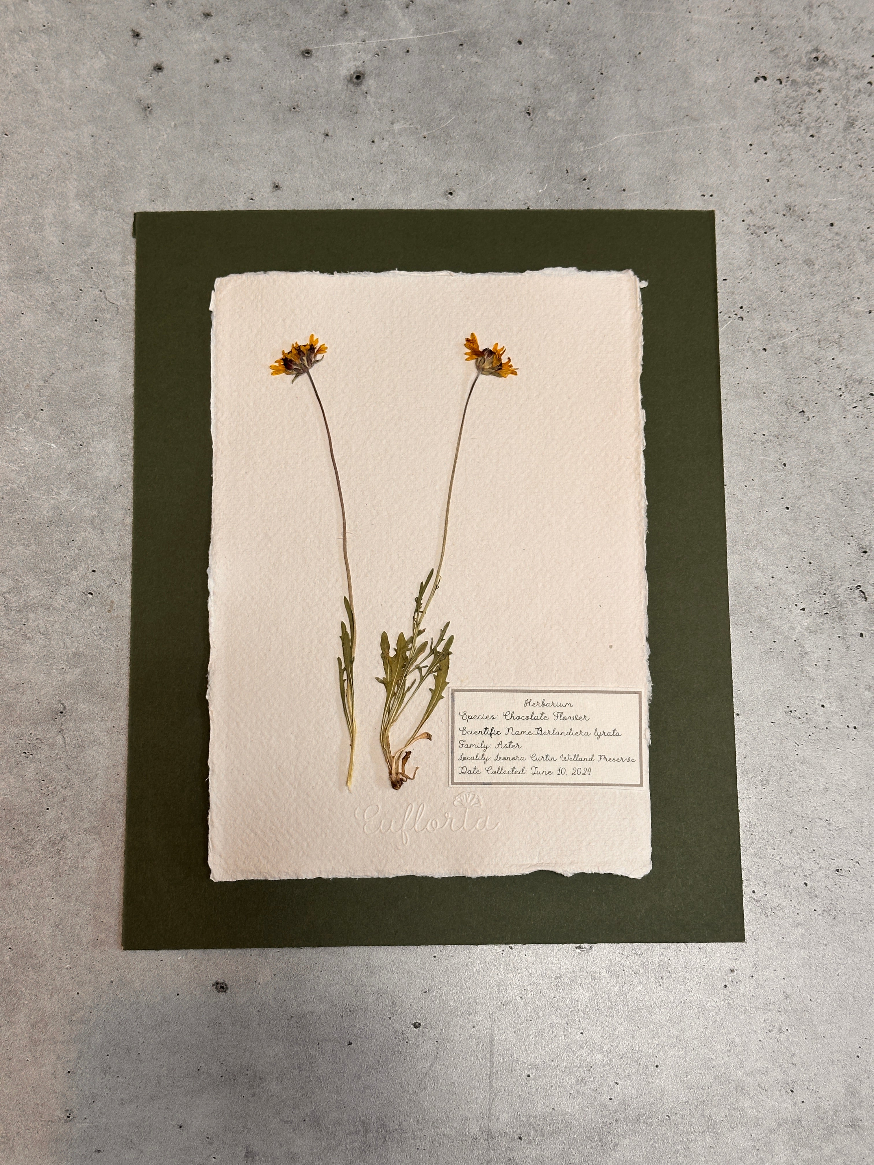 Chocolate flower~ Herbarium ~ 8 x 10