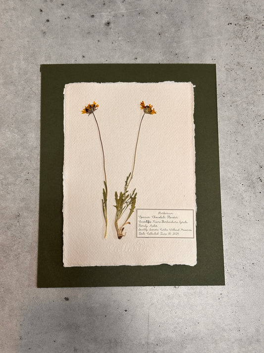 Chocolate flower~ Herbarium ~ 8 x 10