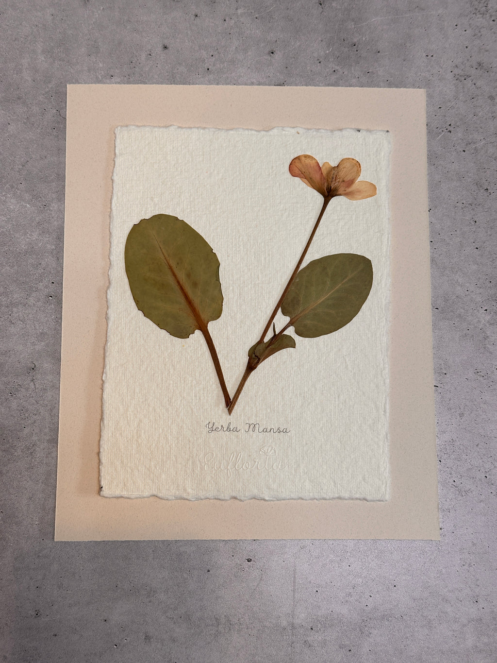 Yerba Mansa~ Herbarium ~ 8 x 10