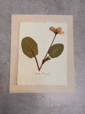 Yerba Mansa~ Herbarium ~ 8 x 10