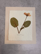 Yerba Mansa~ Herbarium ~ 8 x 10