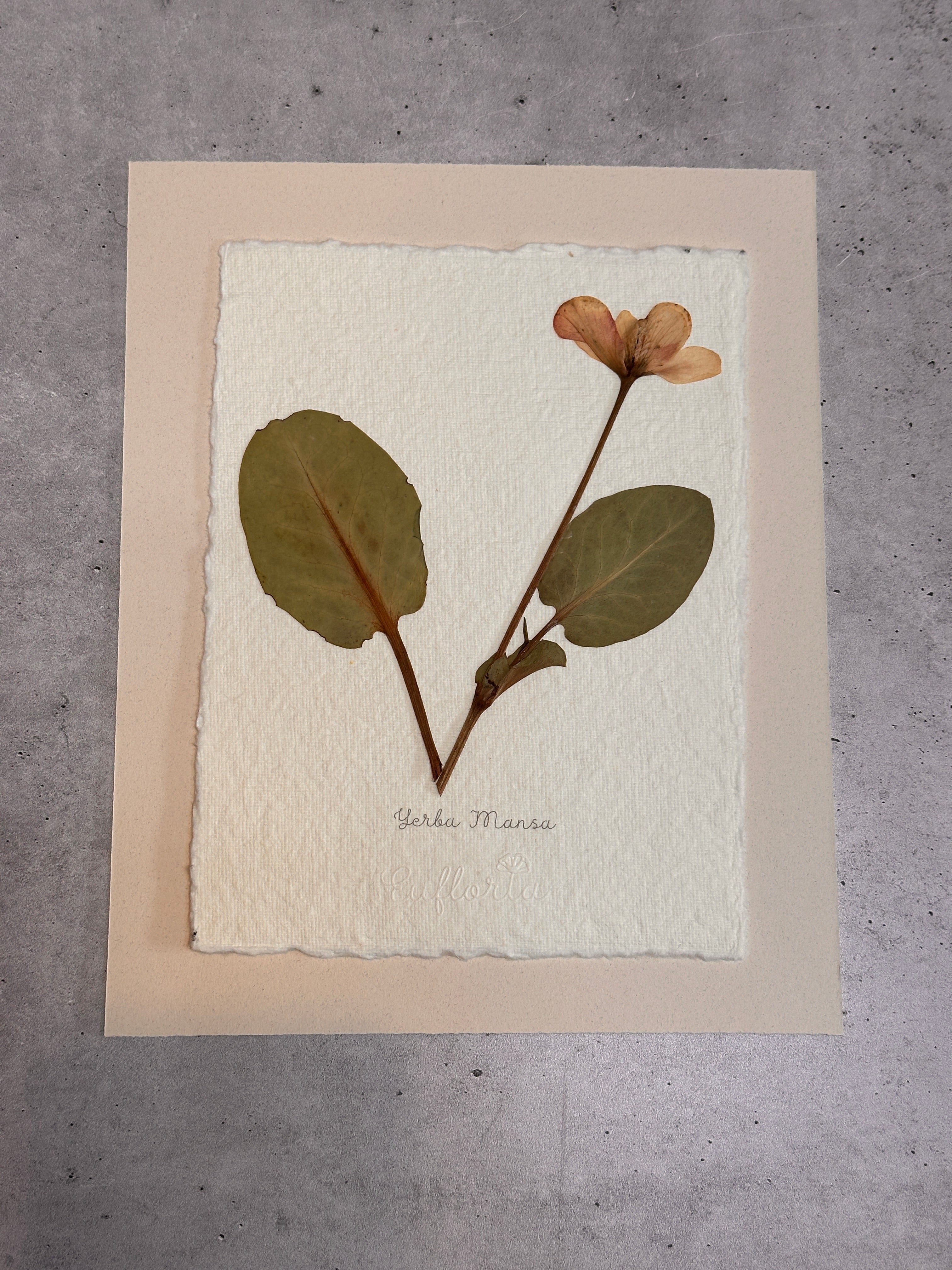 Yerba Mansa~ Herbarium ~ 8 x 10